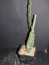 Adenia globosa (Passifloraceae) - Caudex, rarity, very rare for sale  Shipping to South Africa