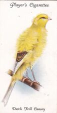 Dutch frill canary for sale  PRESTON