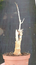 Adansonia digitata baobab usato  Lambrugo