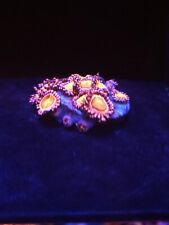 Mohawks wysiwyg coral for sale  BELPER