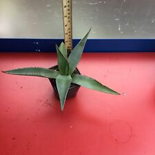 Agave americana for sale  UK