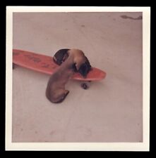 Dachshund puppy dog for sale  Burbank