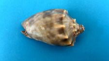 SEASHELL VOLUTIDAE CYMBIOLA OBLITA F+++ 50MM for sale  Shipping to South Africa