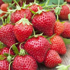 Graines fraises mara d'occasion  Aubenas