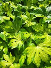 Fatsia japonica camouflage for sale  HEREFORD