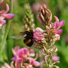 Sainfoin seeds onobrychis for sale  WALLASEY