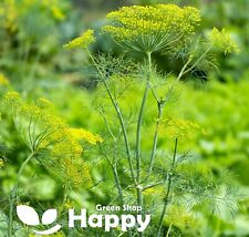 Herb dill seeds for sale  Shipping to Ireland