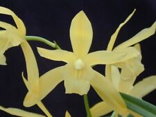 Orchids species cymbidium for sale  Sebastopol