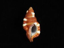 Used, Sea Shell Cymatium septa rubeculum 50.8mm ID#7439 for sale  Shipping to South Africa