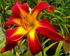 Hemerocallis springfield clan usato  Bologna