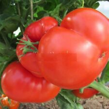 Semillas de bisonte de azúcar de tomate grandes tomates orgánicos semillas no transgénicas Ucrania 20 semillas D segunda mano  Embacar hacia Argentina