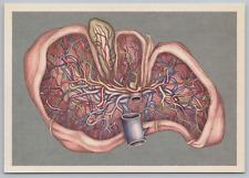 Internal view liver for sale  Spokane