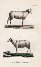 Ram sheep ewe gebraucht kaufen  Seubersdorf
