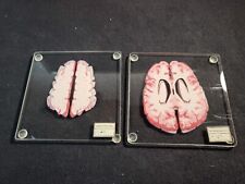 Anatomic brain specimen for sale  Spanish Fork