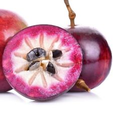 40++ Purple Star Apple Caimito Seeds (Chrysophyllum cainito) 100% Original, used for sale  Shipping to South Africa