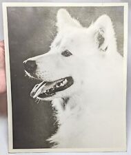 Vintage dog photo for sale  Shipping to Ireland