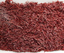 Freshly frozen bloodworm for sale  GLASGOW