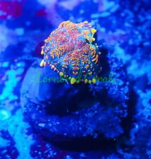 coral frogspawn for sale  Fort Lauderdale