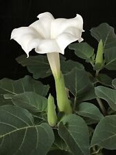 Seed moon flower for sale  Shipping to Ireland