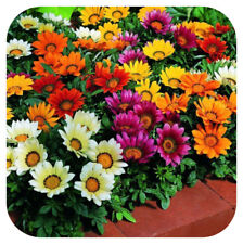 Gazania kiss mixed for sale  LINCOLN