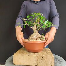 Pre bonsai shoin usato  San Pancrazio Salentino