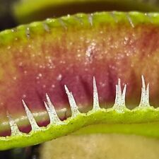 Dionaea muscipula samen gebraucht kaufen  Zuchering,-Unsernherrn