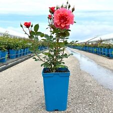 Kletterrose schloss bad gebraucht kaufen  Deutschland