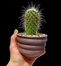 Hedgehog cactus ares for sale  LIVERPOOL