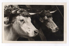 Antique photo cow d'occasion  Expédié en Belgium