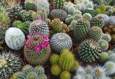Flower cactus ultimate for sale  WREXHAM