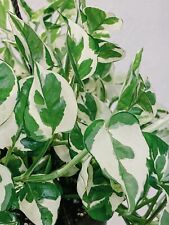 Pothos pearls jade for sale  Garden Grove