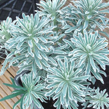 Euphorbia glacier blue for sale  UK