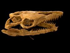 Crânio jurássico mosassauro 39 cm répteis marinhos pré-históricos comprar usado  Enviando para Brazil