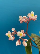 Begonia pink colossal for sale  San Francisco