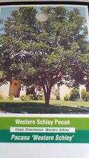 Western schley pecan for sale  Ben Wheeler
