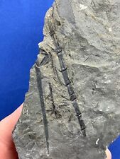 Carboniferous calamites twig gebraucht kaufen  Saarbrücken