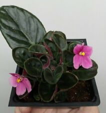 Pink african violet for sale  North Adams