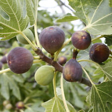 Common fig ice for sale  IPSWICH