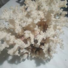 Albero corallo bianco usato  Vercelli
