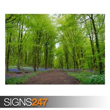 Forest green trees for sale  WESTCLIFF-ON-SEA