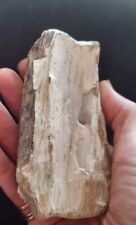 Petrified fossilized wood d'occasion  Expédié en Belgium