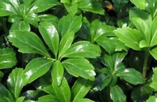 Pachysandra rooted plants for sale  Randolph