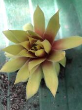 Sempervivum gold nugget for sale  CANNOCK