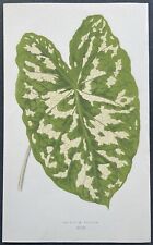 Botanique caladium pictum d'occasion  Limoges-