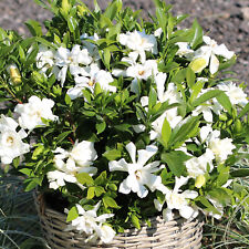 Gardenia jasminoides celestial for sale  UK