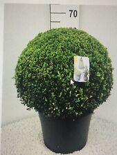 Buxus sempervirens box for sale  CHESTER LE STREET