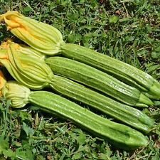 Zucchino romanesco roman usato  Roma