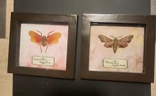 Cadre entomologie papillon d'occasion  Pont-à-Mousson