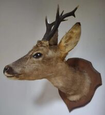 Taxidermy roe deer for sale  HASTINGS