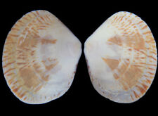 Seashell: Circe scripta 49,2 mm F+++ (da Malásia) comprar usado  Enviando para Brazil